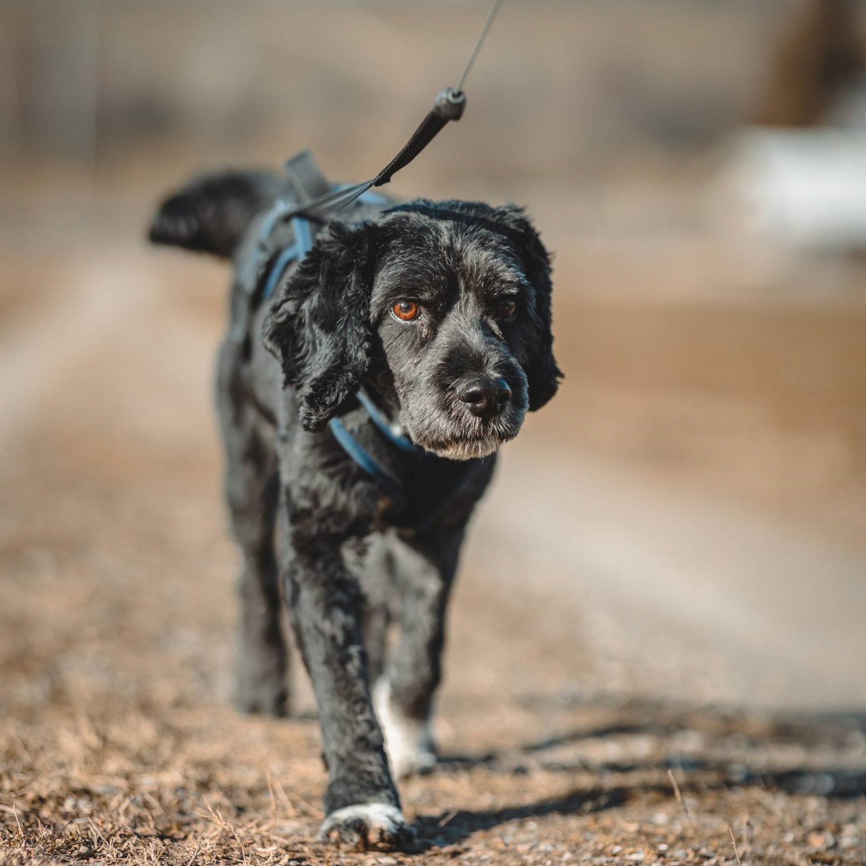Is An AirTag Or GPS Tracker Better For Dogs? Is An AirTag Or GPS Tracker Better For Dogs?